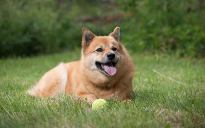 Mirkan Lemmikkitarvikepuoti – Dog’n Pets – Asematie 6, Petäjävesi