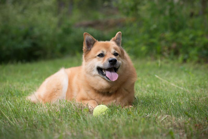 Mirkan Lemmikkitarvikepuoti – Dog’n Pets – Asematie 6, Petäjävesi